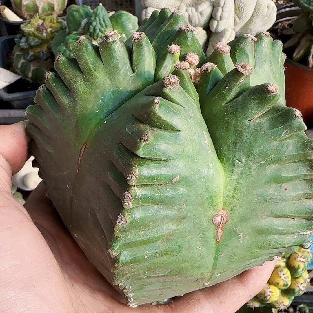 超大龟甲鸾锦953。