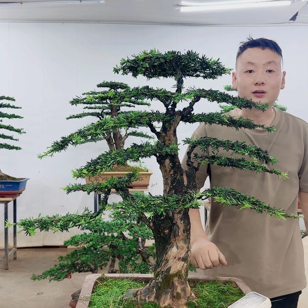 用***1无花朵盆景制作过程非常