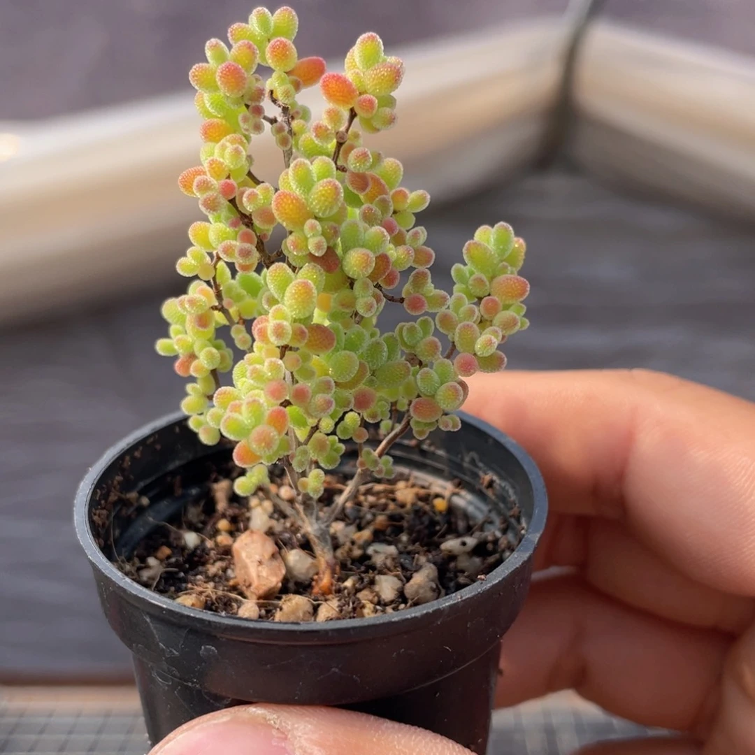 金桔糖球多肉9.9包邮发货