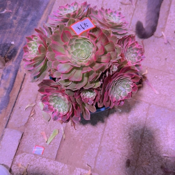 辉****.多肉莲花座3.6.15