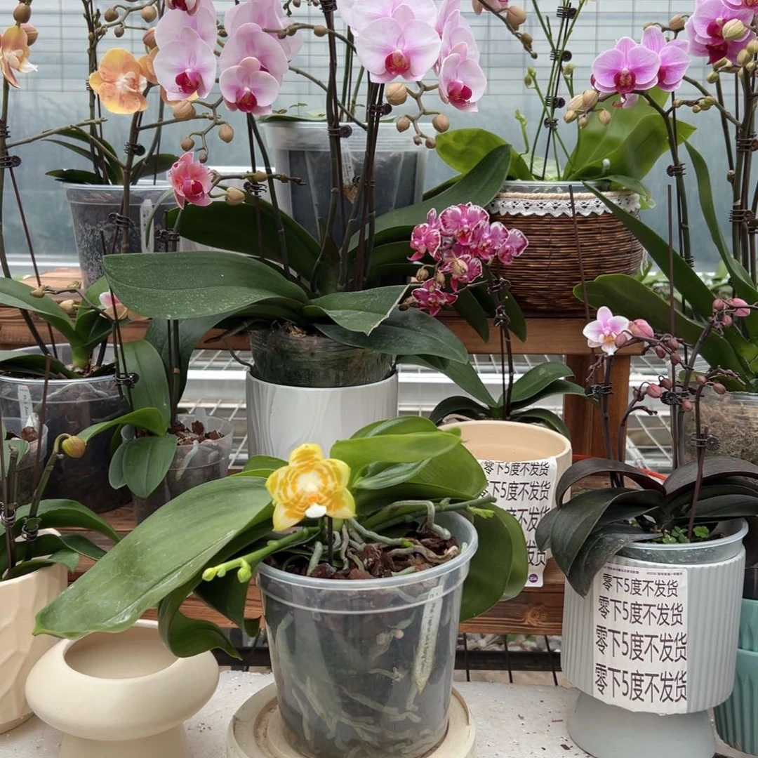 完全开放8225蝴蝶兰