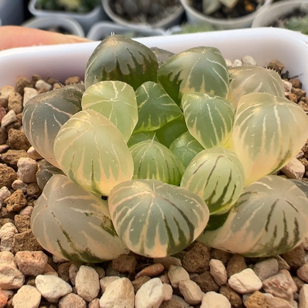 玉露锦多肉植物百科