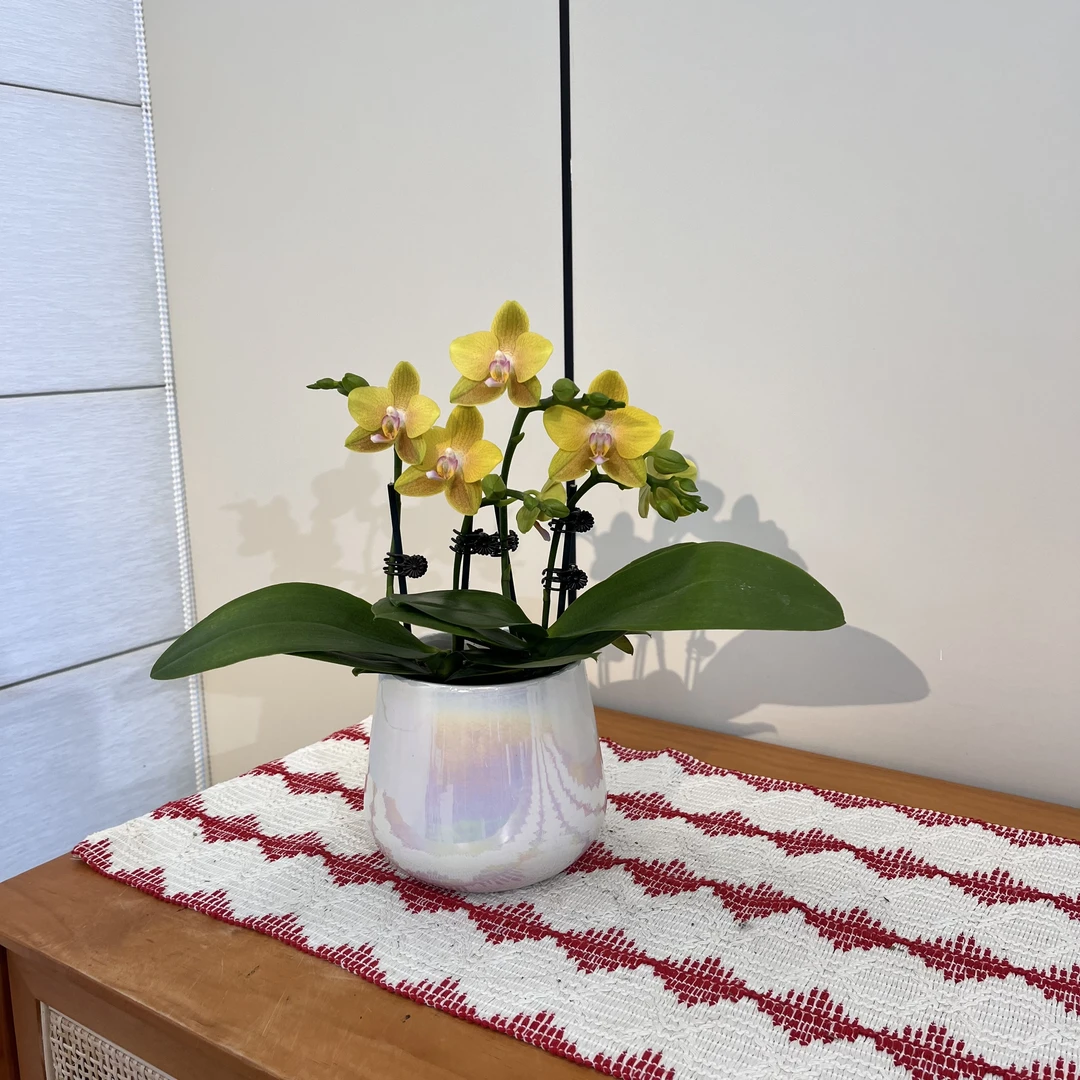 【香芒】绿植花卉 黄色系淡香型室内花 自然生长