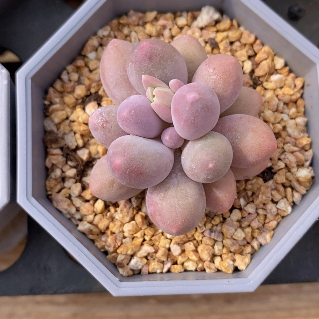 可问主播品种，下滑链接更多品种多肉选择