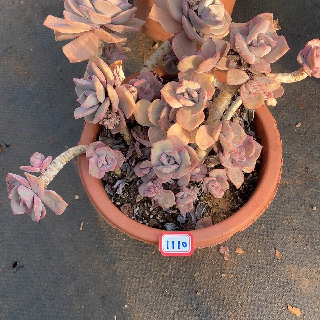 1110彩虹糖 一物一拍多肉