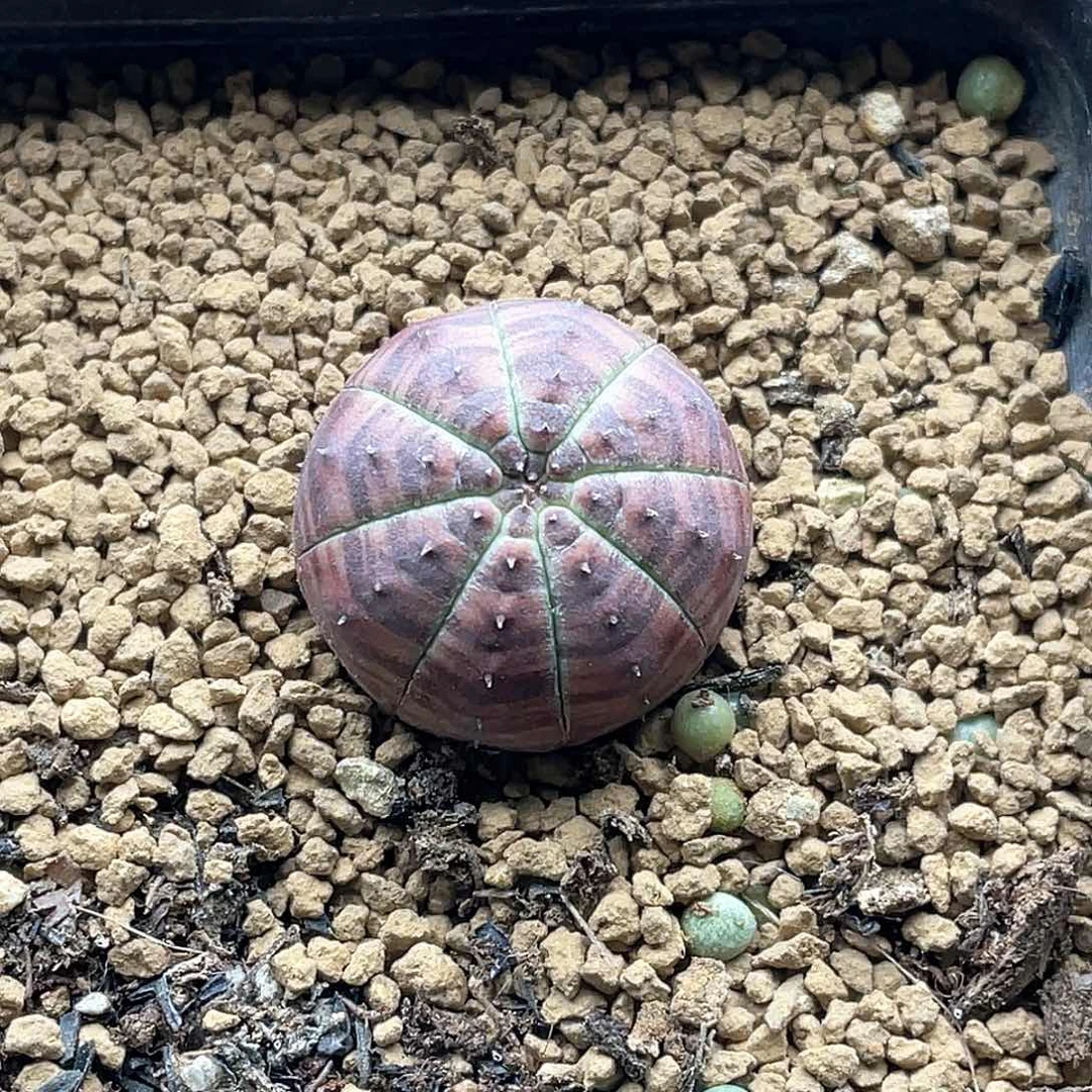 实生紫肌龟背神玉欧布 致远多肉