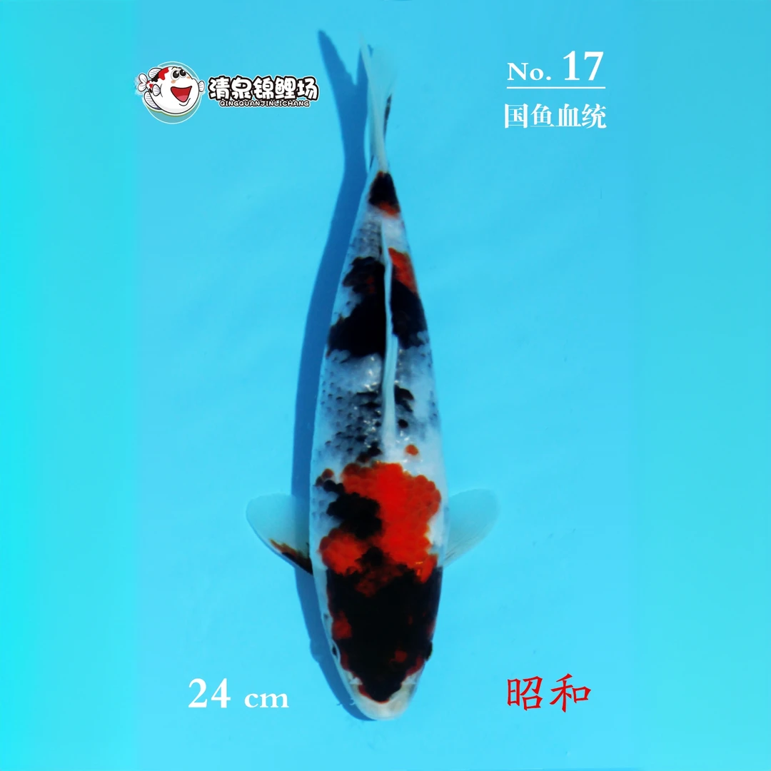 清泉锦鲤 第二次冬季水泥池寄养 国鱼血统 昭和 17号