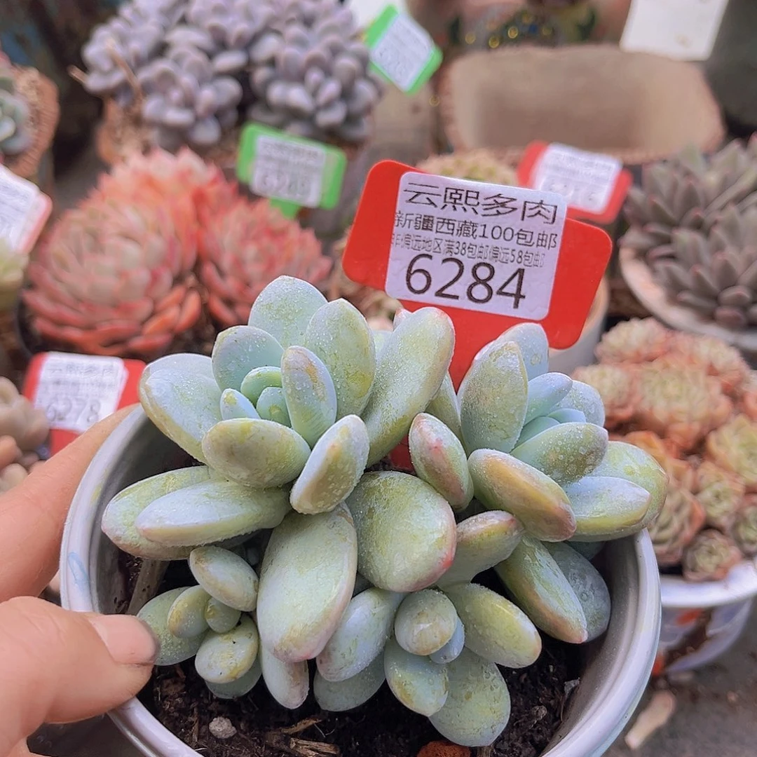 6284雪美人。