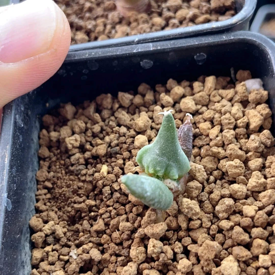 g****d无刺仙人球开花了