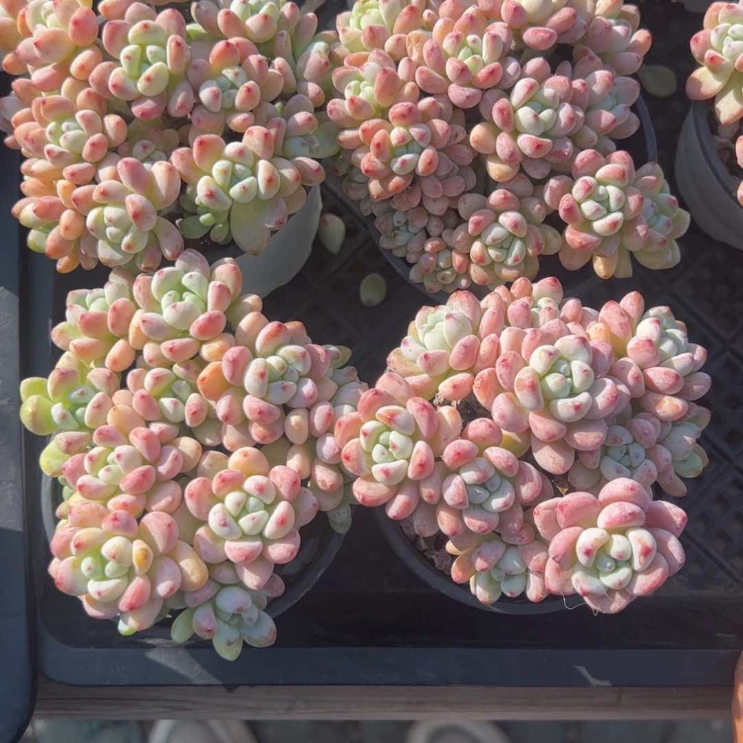 洛奇老庄多肉植物