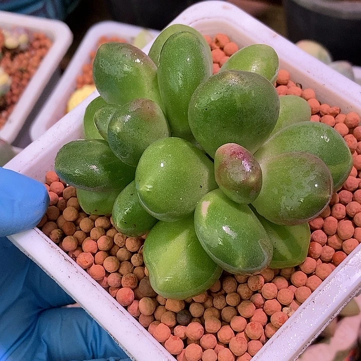 潘朵拉锦多肉植物