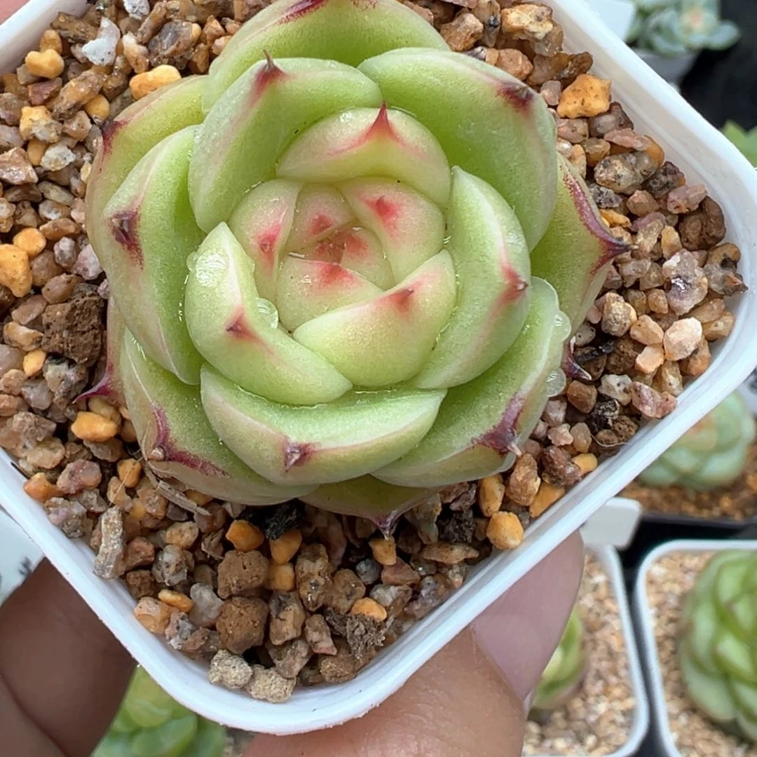 快***来43号玉玲珑晗雨多肉