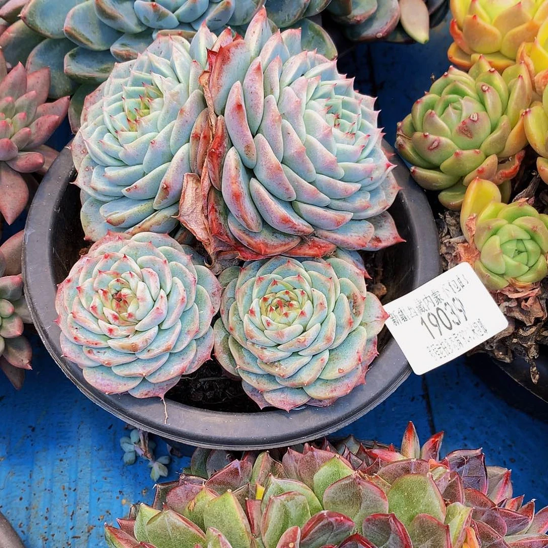 老***向天鹅绒19039多肉多肉