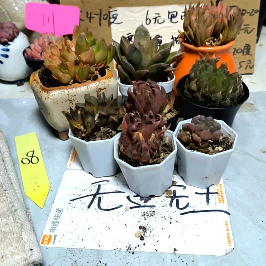 满6元包邮，七颗不同玉露有小有群