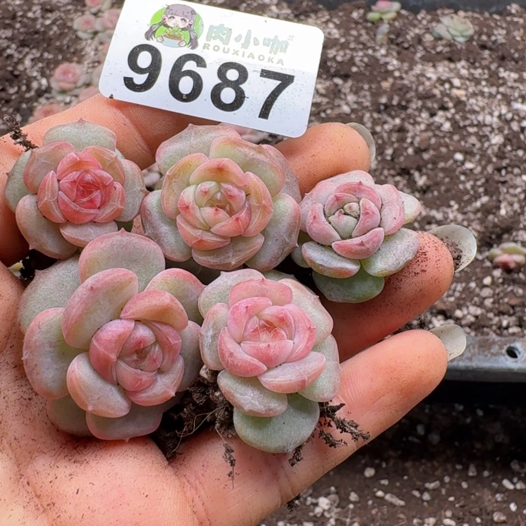 多肉植物多肉植物
