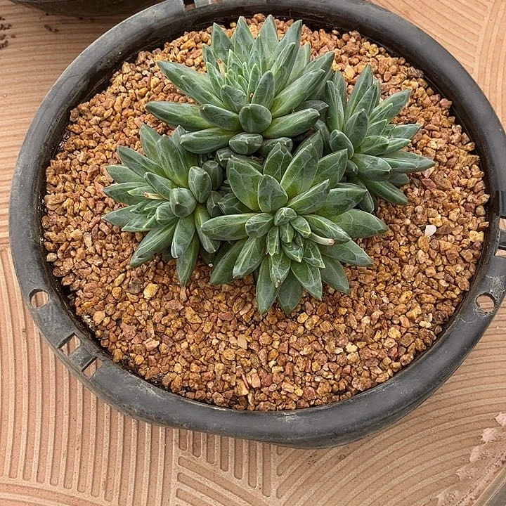 ～****～米莉菲变异00000000000