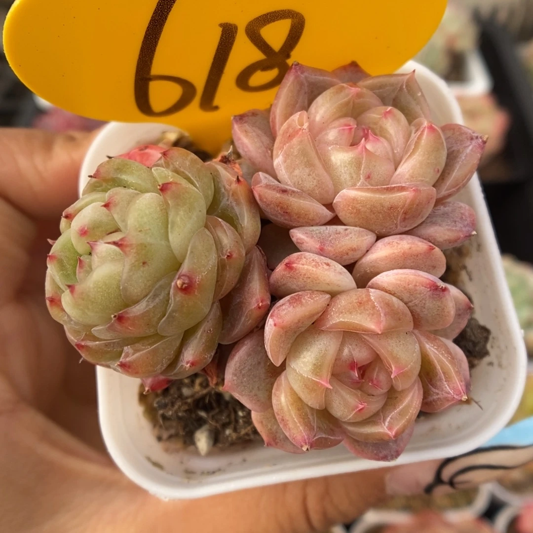 甜心群生可拍618号。