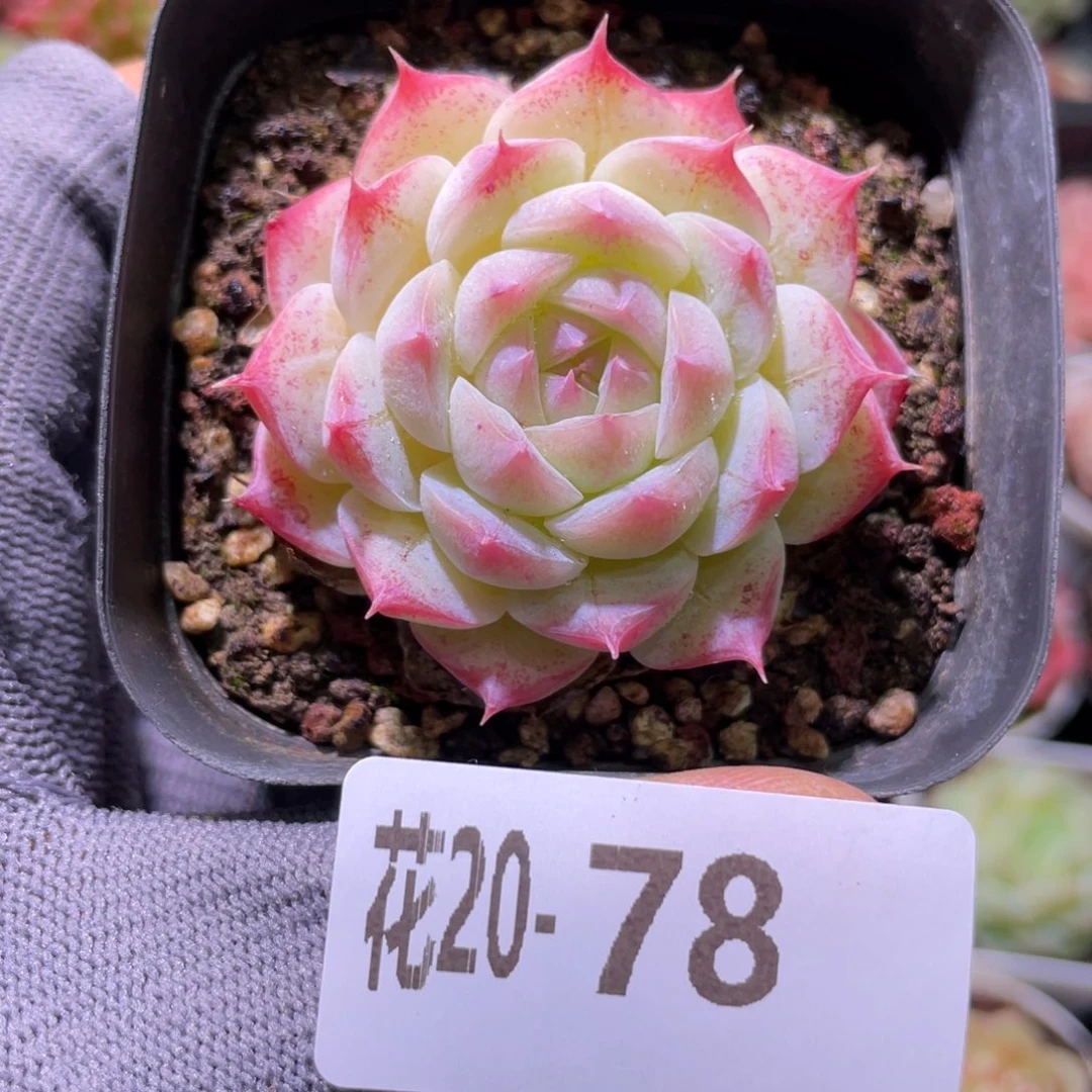 花利美20-78画扇