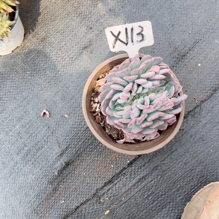 晨语多肉一物一拍X113