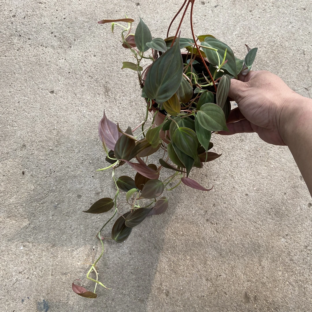 云母蔓绿绒Philodendron Micans室内北欧ins风绿植藤蔓植物垂吊