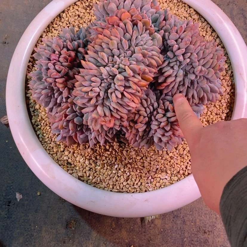 【闪购商品】七****呛11