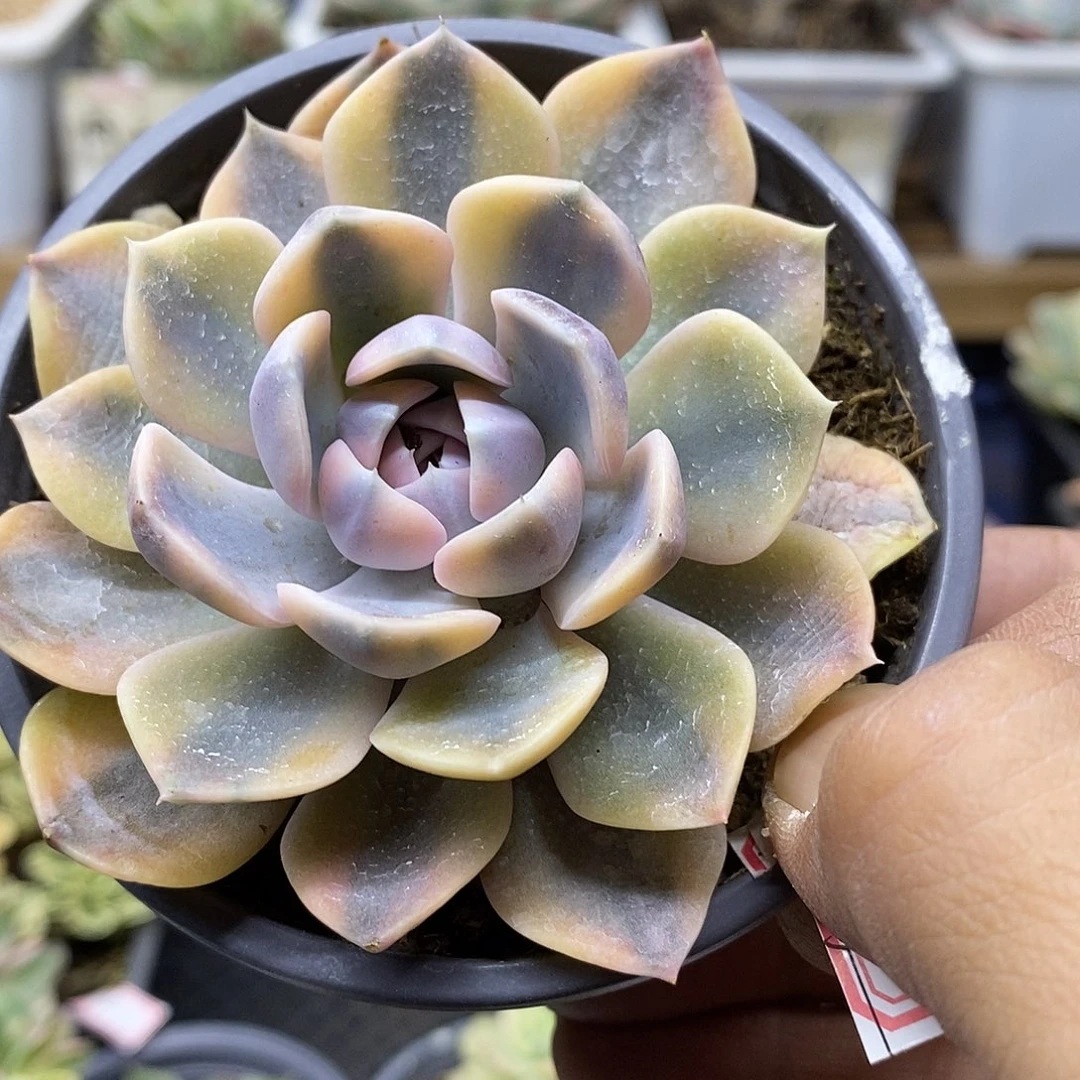 2495 汉堡覆轮锦