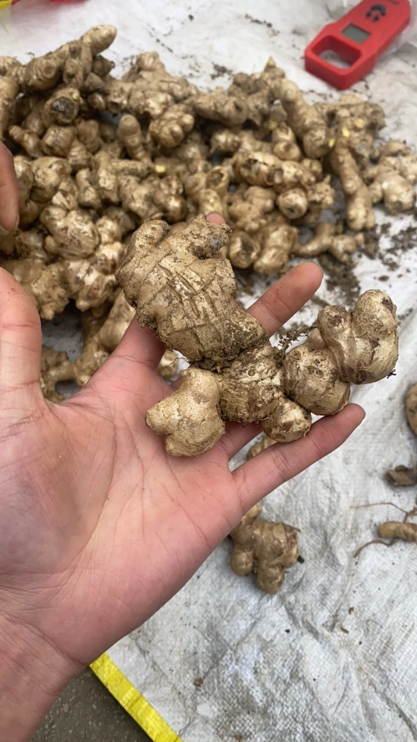 云南老品种青姜农家姜【青色不是坏是姜本身的颜色】