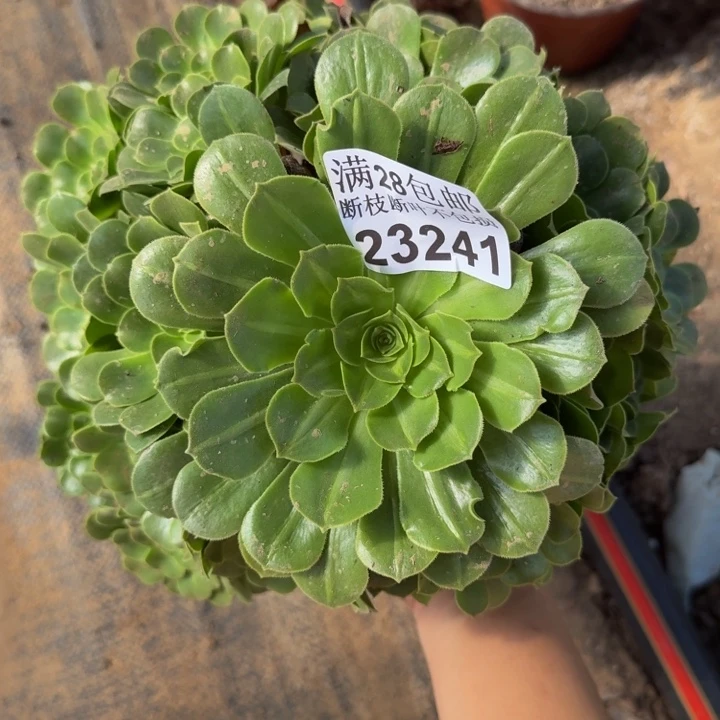 23241路羊绒多肉植物