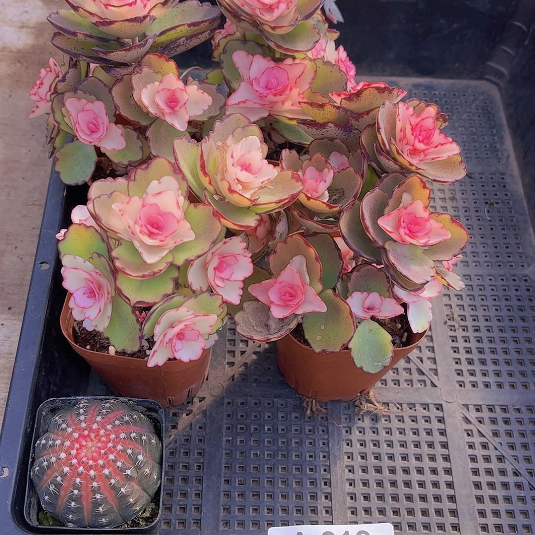 多肉319多肉植物