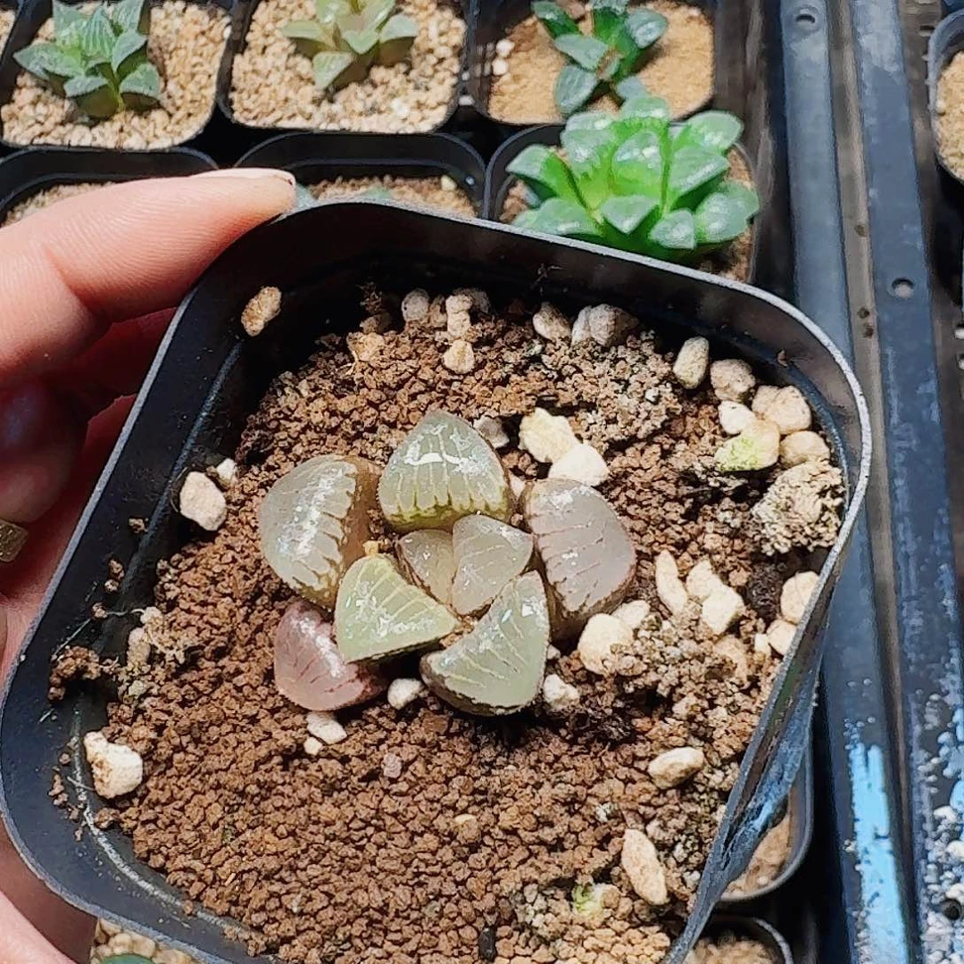 笑***z十二卷实生特选福利