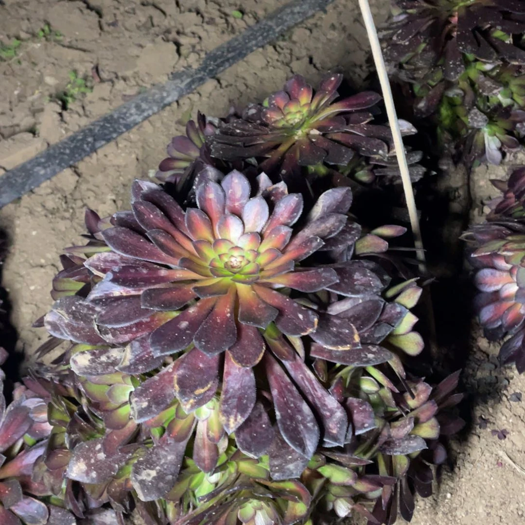 黑铜壶中班多肉法师断枝不包