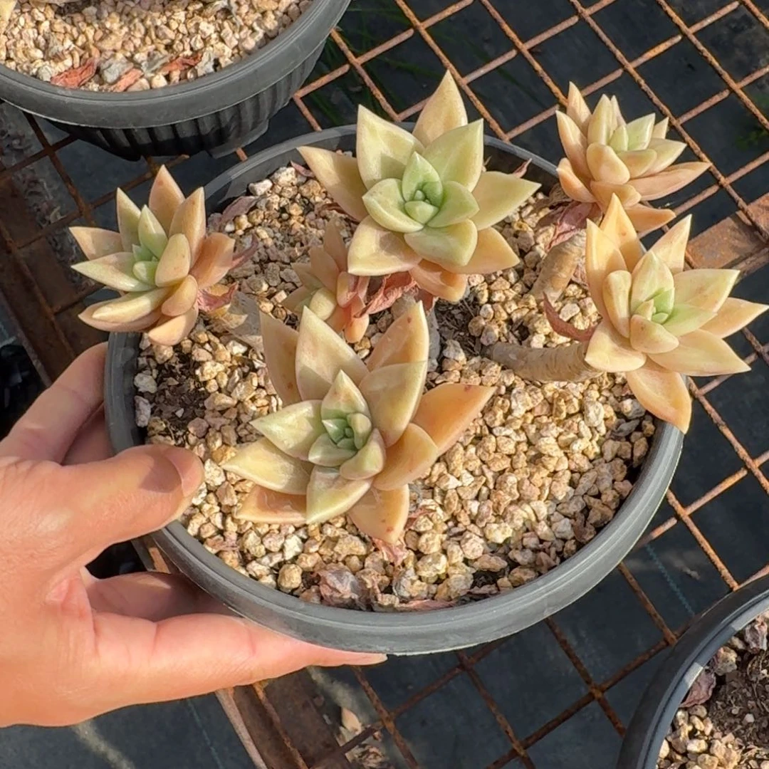 黄金表丽娜多肉植物