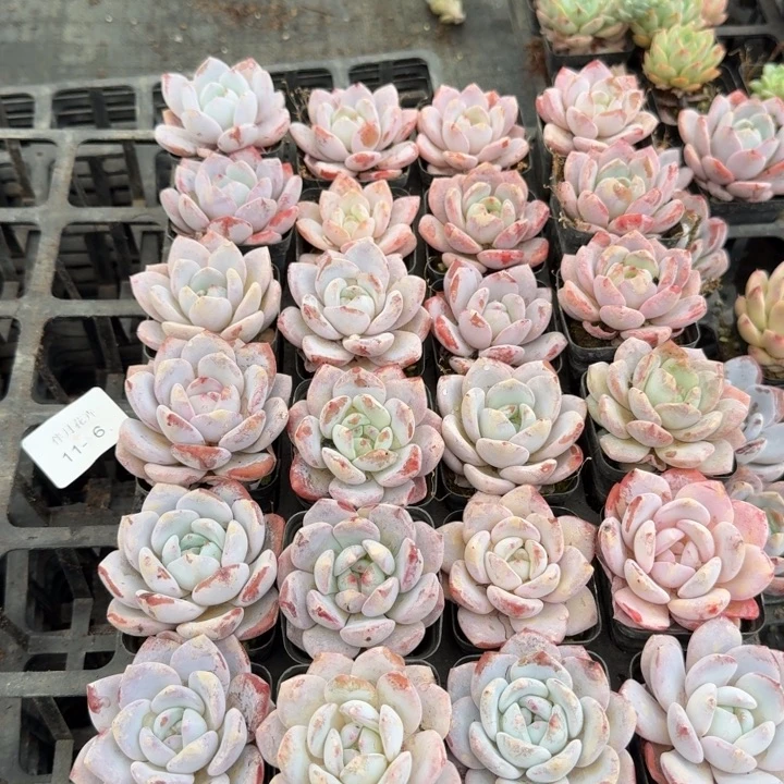 11-6奶盖一筐带盆带土带托架发货48颗左八