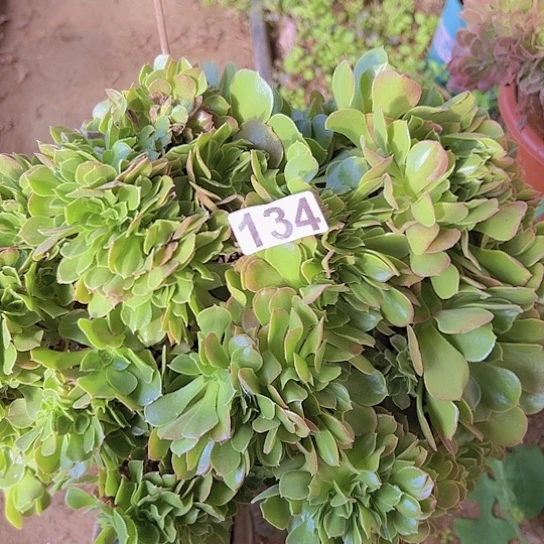 王***梦多肉植物一个玫瑰
