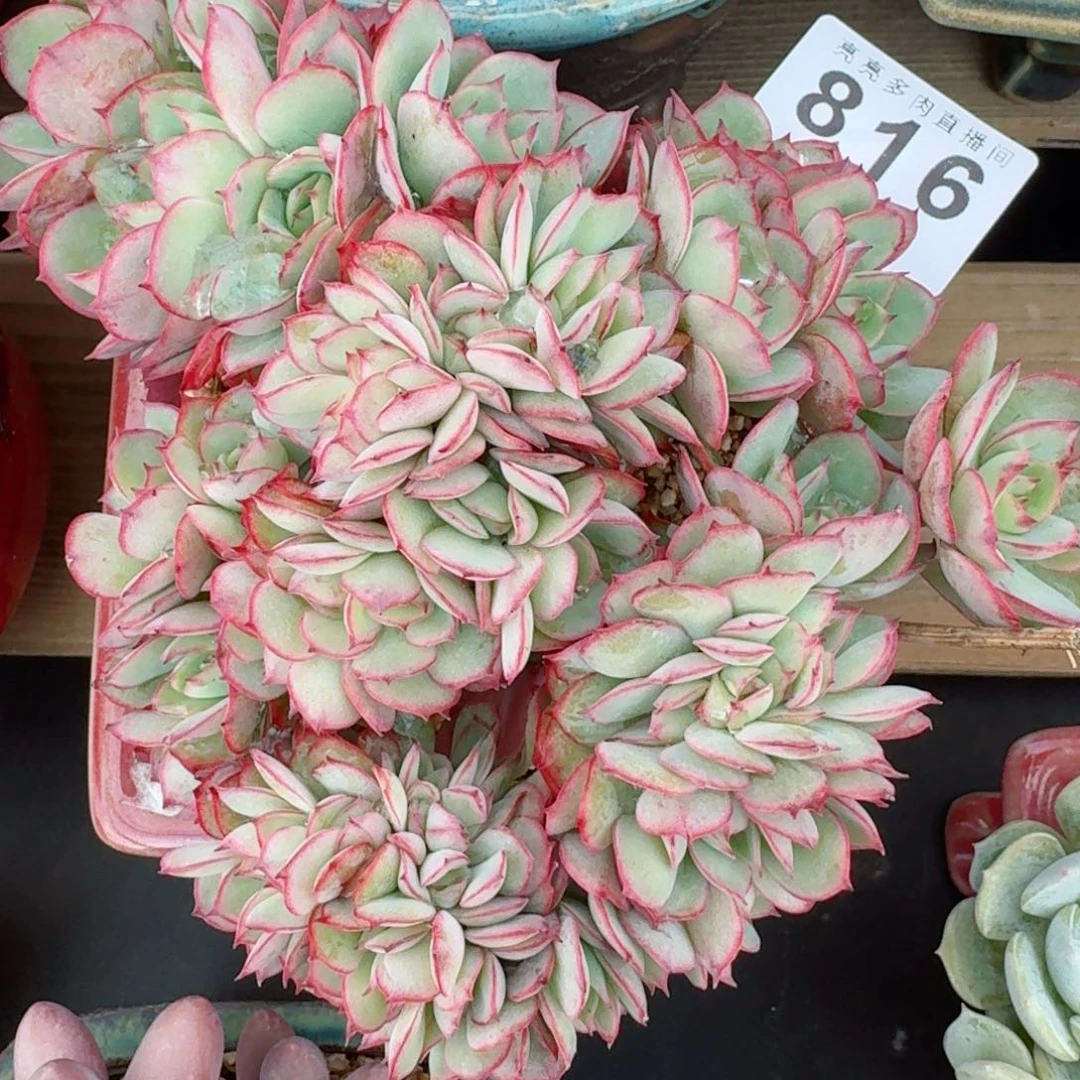 牡丹亭缀化      愿你一路坦途，乘风破浪展宏图