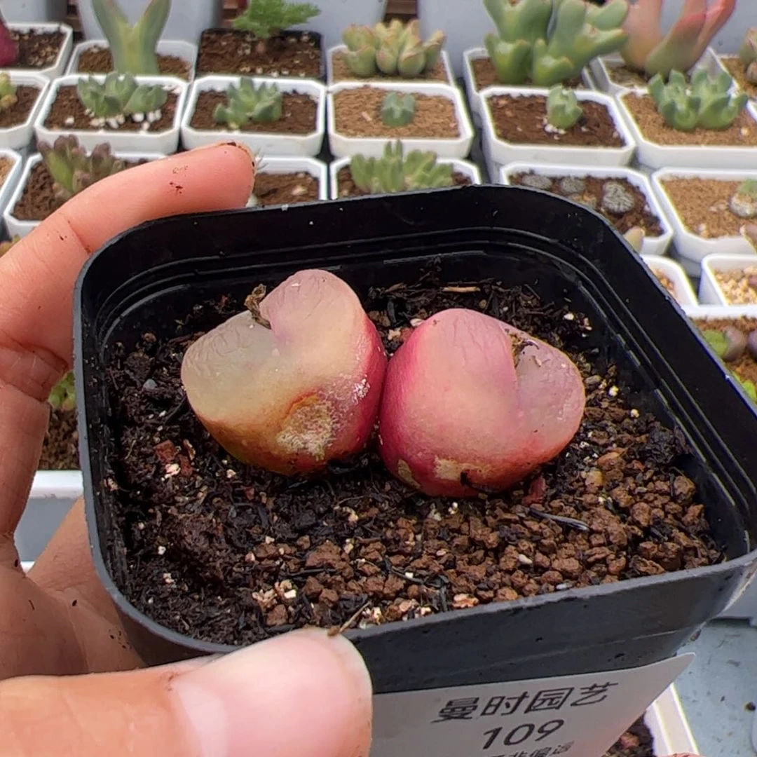 美****片109号毛有伤3.3多肉