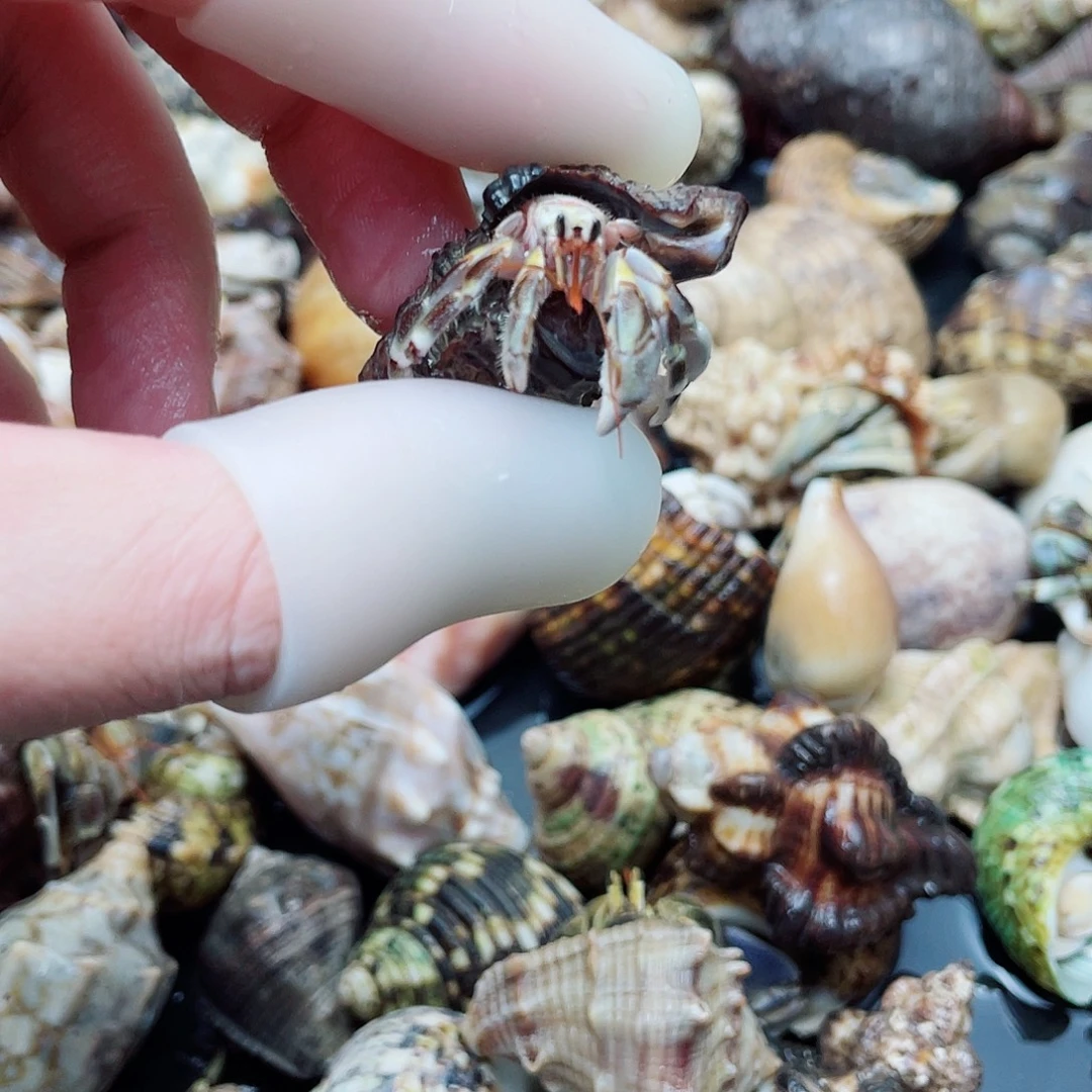 1.3口蜜蜂虎 缺尖 冲吧