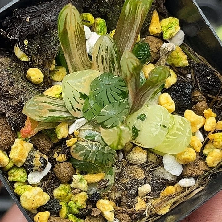 16多头老川玉露锦极上斑