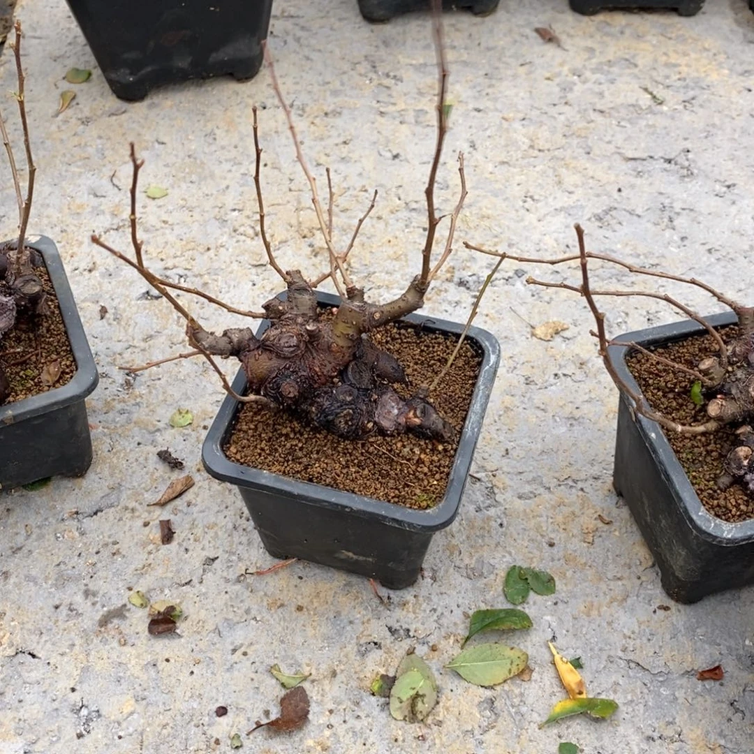 陪***子无花朵盆景盆景58