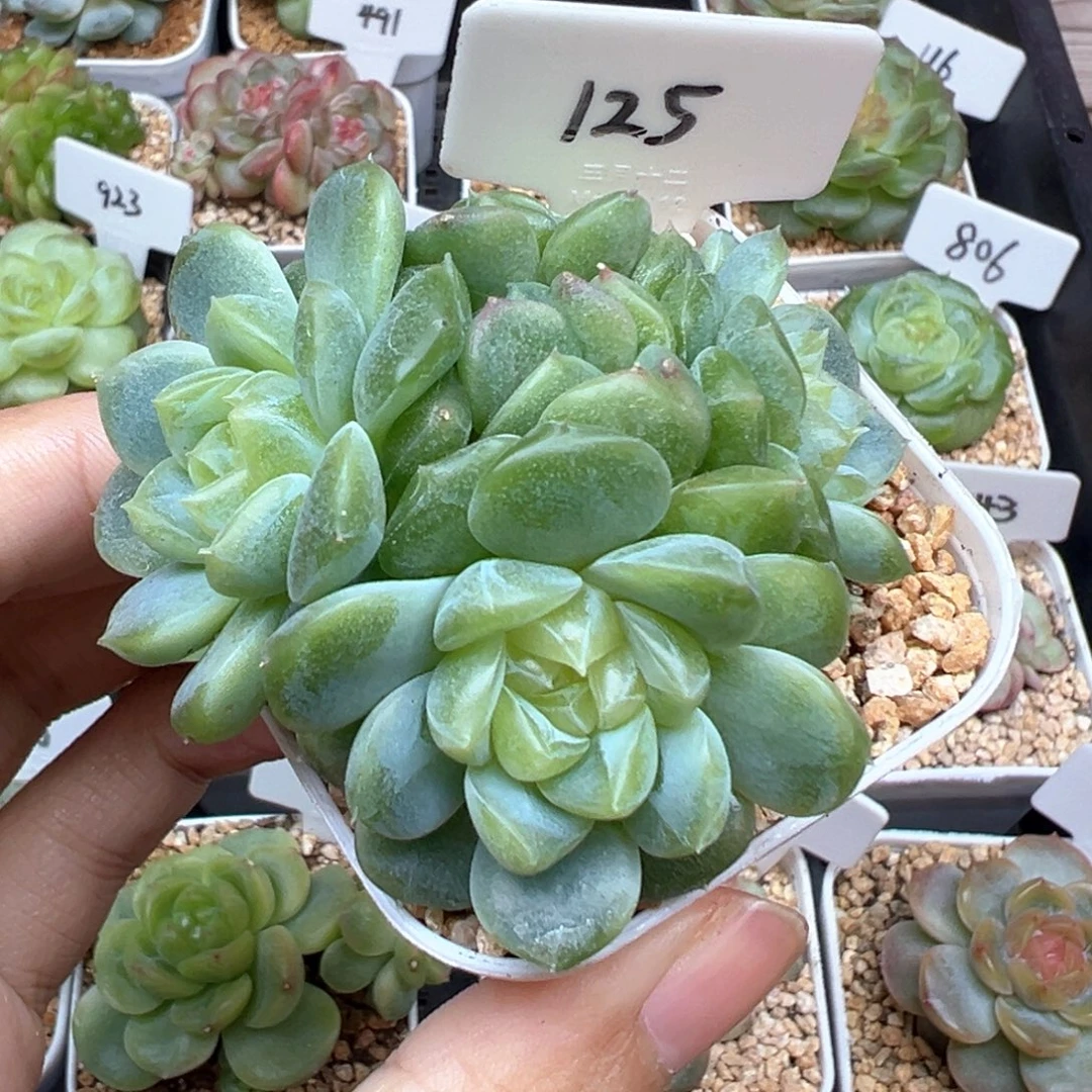 125号泼天富贵4头