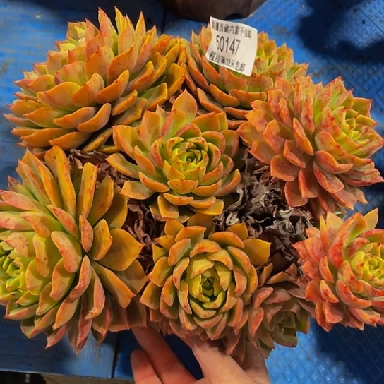 前**事贝拉50147多肉