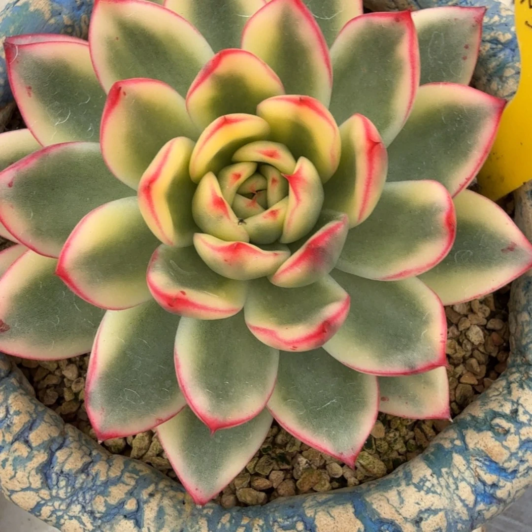 粉色韵律 安吉园艺锦