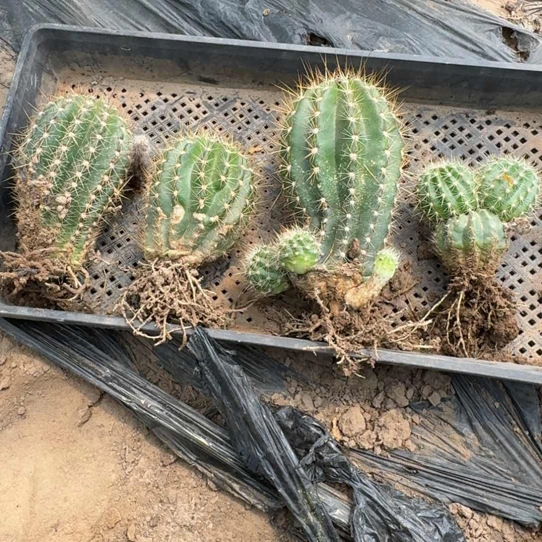 241新品毛花柱根脱土发货斑一筐