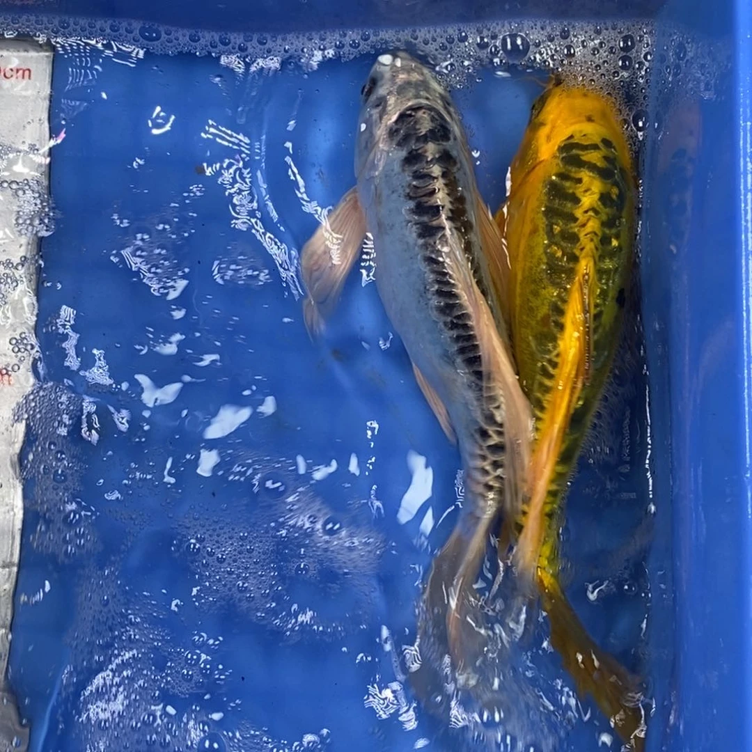 锦鲤冷水锦鲤包邮