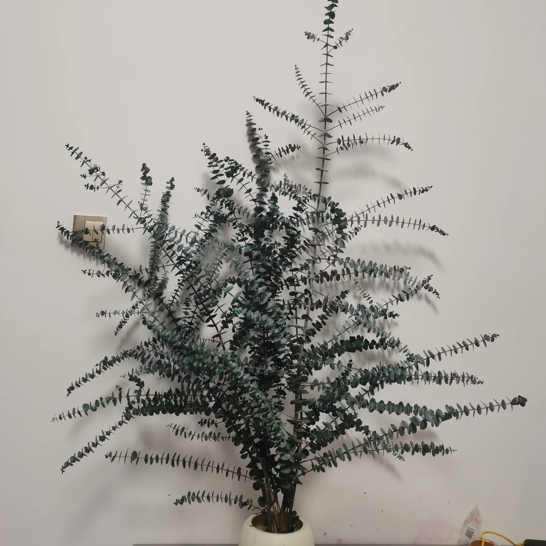 尤加利永生花基地直发家用花材(绿色，有粉，大多支)