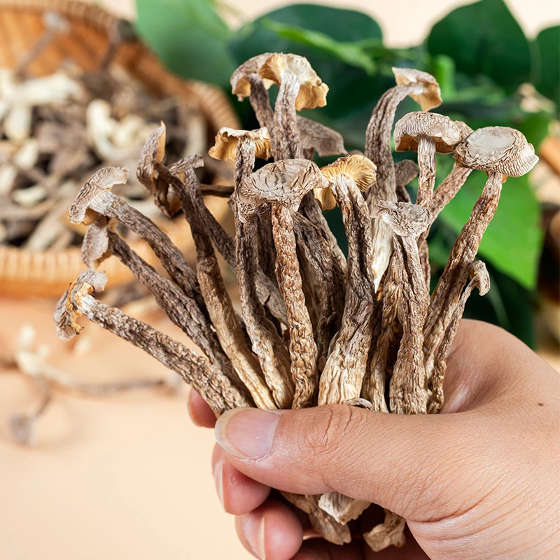 【甄选补贴】鹿茸菇干货精选新货鹿耳菇无沙商用羊肚菌煲汤火锅炒菜