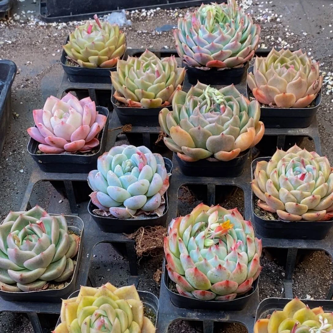 976多肉植物纤维面膜贴