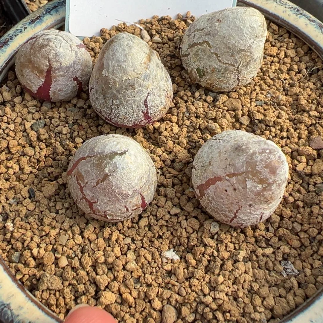 21-46量拍灯泡一颗。多肉