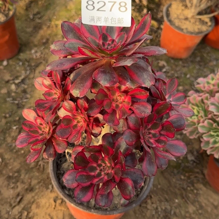 8278香奈儿多肉植物