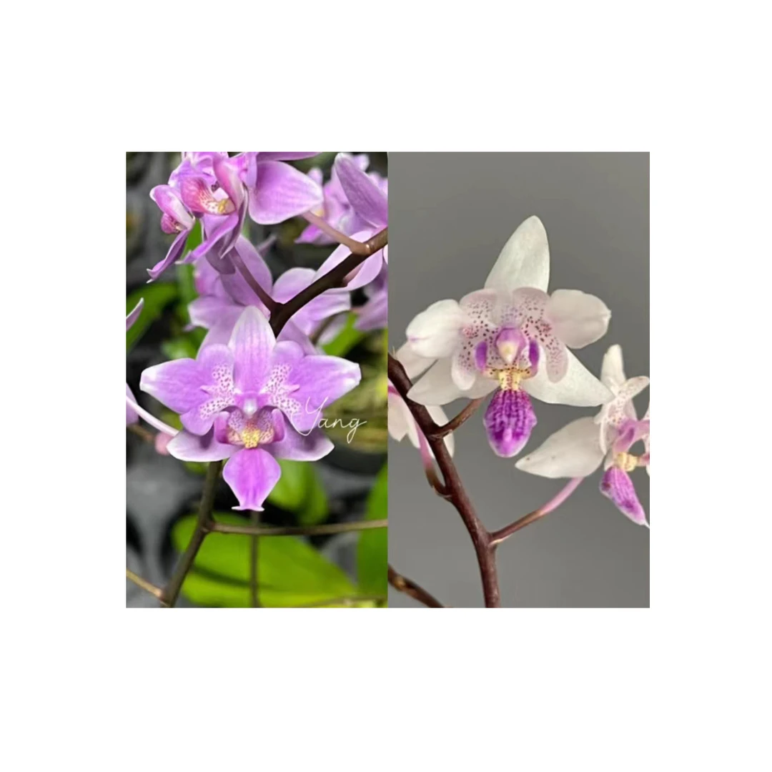4寸 YC13天使维奇交美蒂亚-抽梗苗【叶瑕少根】珍奇蝴蝶兰